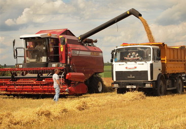 Кубань стала лидером среди регионов России по урожайности зерновых