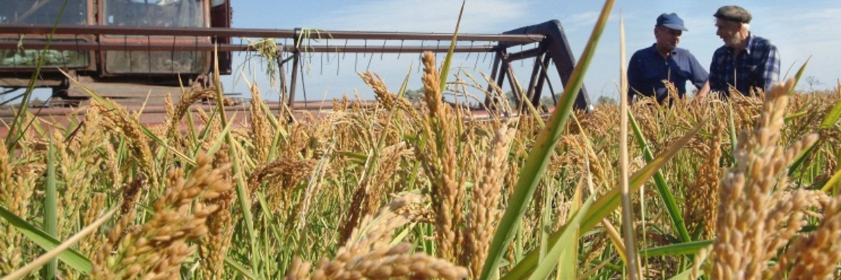 Смотр культуры земледелия на рисовой оросительной системе Краснодарского края