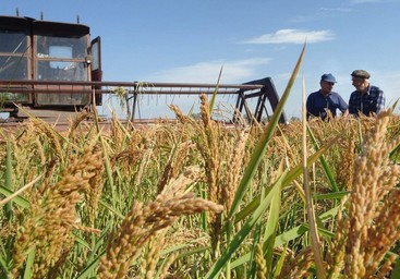 Смотр культуры земледелия на рисовой оросительной системе Краснодарского края