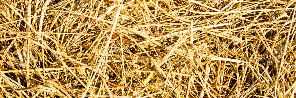 Утвержден порядок сжигания рисовой соломы на землях сельхозназначения